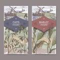 Set of two color labels with Barley aka Hordeum vulgare and oats aka Avena sativa sketch. Cereal plants collection.