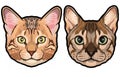 Set of two colored house cat heads vector illustration isolated