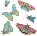 Set of two cute color moth