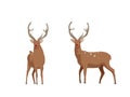 A set of two deer for your design. Deer spotted brown isolated on white background.