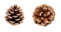 Set of two dry brown pine cones isolated on white background Royalty Free Stock Photo