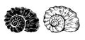 Set of two engraving Nautilus seashells on white background. Black and white vector illustration