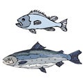 Set of Two Fishes. Freshwater Fish. Vector Illustration Isolated On a White Background