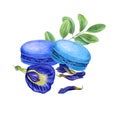 Set of two French macarons with fresh and dried butterfly pea flowers, green leaves. Bluebellvine, cordofan pea, clitoria ternatea