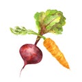 Set of two garden vegetables. Hand drawn watercolor beetroot and carrot Royalty Free Stock Photo