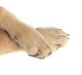 Set of two golden retriever dog crossed paws Royalty Free Stock Photo