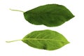 A set of two green leaves of an apple tree isolated on a white background, the top and bottom sides of a leaf Royalty Free Stock Photo