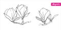 Set of hand drawn vector outline magnolia flowers on the white background