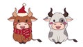 Set of two happy little cow wearing Christmas hat and scarf Royalty Free Stock Photo