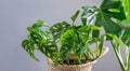 Set of two home tropical plants. Monstera Swiss cheese plant or Monstera deliciosa and Monstera Monkey Mask in flower pots closeup