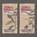 Set of two labels with clove and fenugreek hand drawn color sketch.