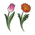 Set of two outlined flowers. Tulip and daisy In sketch