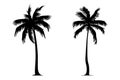 Set of two Palm tree silhouette Royalty Free Stock Photo