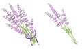 Set of two purple lavender flowers bouquets.