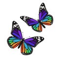 Set of two rainbow butterflies isolated on a white background. Vector graphics