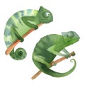 Set of two simple green chameleons sitting on the branch