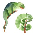 Set of two simple green chameleons sitting on the branch