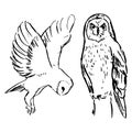 Owl ink illustrations. Bird simple black and white drawing. Sketchy style artwork of nature. Monochrome vector illustrations set.