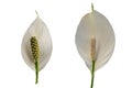 Set of two Spathiphyllum - Moons flower on white background Royalty Free Stock Photo