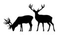 Set of two standing deer vector black silhouettes isolated on white background