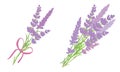 Set of two vector lavender flowers bouquets.