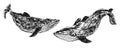 Set of two vector sketch hand drawn black whales Royalty Free Stock Photo