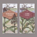Set of two vintage labels with Sorghum bicolor and Corn aka Maize or Zea mays color sketch. Cereal plants collection. Royalty Free Stock Photo