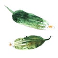 Set of two watercolor illustration. Fresh green cucumbers with a long stalk and yellow dried flower on the tip. Hand