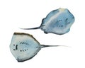 Set of two watercolor skate fish swimming , view from bottom. Original hand painted underwater illustration isolated on white Royalty Free Stock Photo