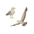 A set of two white gulls. Watercolor illustration of seabirds. Collection Island. Albatross in the sky. A flying bird Royalty Free Stock Photo