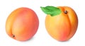 Set of two whole Apricot fruits with leaf on white background Royalty Free Stock Photo