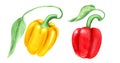 Set of two yellow and red bell peppers Royalty Free Stock Photo