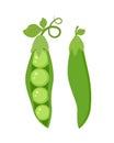 Set of twoo green peas isolated on white background vector illustration.