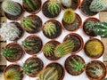 Set of types of room cactuses in pots. Various small cactuses on a counter of shop. Cactuses in a greenhouse