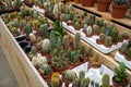 Set of types of room cactuses in pots. Various small cactuses on a counter of shop. Cactuses in a greenhouse
