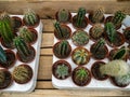 Set of types of room cactuses in pots. Various small cactuses on a counter of shop. Cactuses in a greenhouse