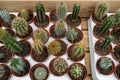 Set of types of room cactuses in pots. Various small cactuses on a counter of shop. Cactuses in a greenhouse