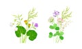 Set of ummer blooming wildflowers set. Dandelion, clover, lily of the valley. Beautiful bouquets of meadow flowers