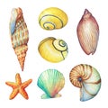 Set of underwater life objects - illustrations of various tropical seashells and starfish.