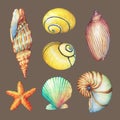 Set of underwater life objects - illustrations of various tropical seashells and starfish. Royalty Free Stock Photo