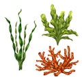 A set of underwater tropical plants. Seaweed and corals for design, compositions, postcards, souvenirs, textiles Royalty Free Stock Photo