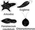 Set of unicellular organisms protozoa: Paramecium caudatum, Amoeba proteus, Chlamydomonas and Euglena viridis