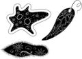 Set of unicellular organisms protozoa: Paramecium caudatum, Amoeba proteus and Euglena viridis