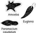 Set of unicellular organisms protozoa: Paramecium caudatum, Amoeba proteus and Euglena viridis