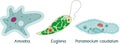 Set of unicellular organisms protozoa: Paramecium caudatum, Amoeba proteus and Euglena viridis