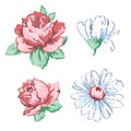 Set of unopened and blossoming drawn buds pink rose flower and white chamomile hand drawing, vector illustration, floral embroider