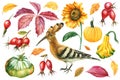 Set of Upupa epops bird, autumn leaves, pumpkins, flowers sunflower, rosehip on a white background, watercolor drawings. Royalty Free Stock Photo