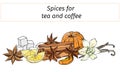 Set of vanilla, cinnamon, anise and lemon, cut out on a white background. Vector illustration of spices for tea and coffee. world