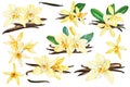 Set Vanilla flower, Watercolor botanical illustration for packaging design