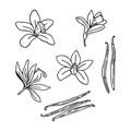 Set of vanilla flowers and sticks